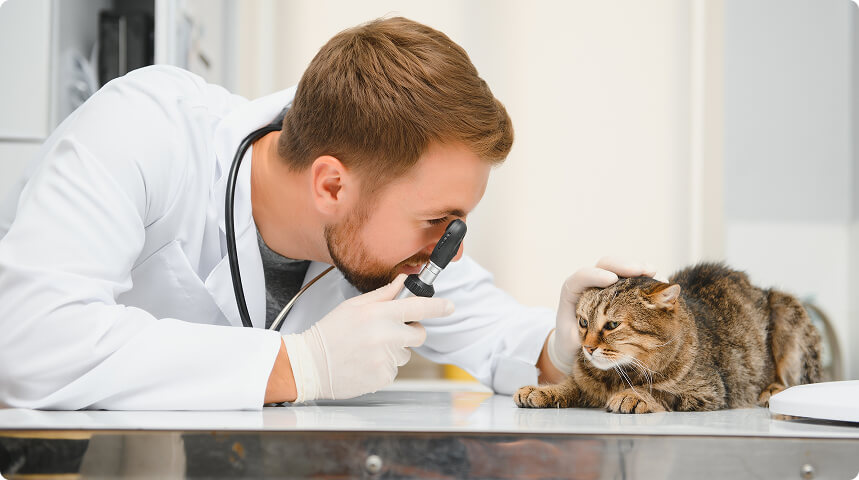 врач осматривает кота: проверяет слизистые, слушает фонендоскопом